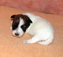 Štěňátka Jack Russell teriéra s PP k rezervaci – 5 fenek a 2 pejsci – k odběru v březnu
