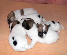 Štěňátka Jack Russell teriéra s PP k rezervaci – 5 fenek a 2 pejsci – k odběru v březnu