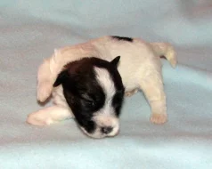 Štěňátka Jack Russell teriéra s PP k rezervaci – 5 fenek a 2 pejsci – k odběru v březnu