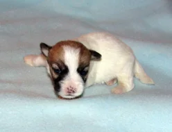 Štěňátka Jack Russell teriéra s PP k rezervaci – 5 fenek a 2 pejsci – k odběru v březnu