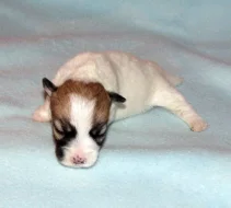 Štěňátka Jack Russell teriéra s PP k rezervaci – 5 fenek a 2 pejsci – k odběru v březnu