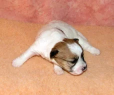 Štěňátka Jack Russell teriéra s PP k rezervaci – 5 fenek a 2 pejsci – k odběru v březnu