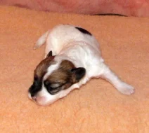 Štěňátka Jack Russell teriéra s PP k rezervaci – 5 fenek a 2 pejsci – k odběru v březnu