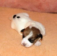 Štěňátka Jack Russell teriéra s PP k rezervaci – 5 fenek a 2 pejsci – k odběru v březnu