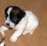 Hrubosrstá štěňátka Jack Russell teriéra s PP k rezervaci – 2 fenky a 2 pejsci – k odběru v březnu