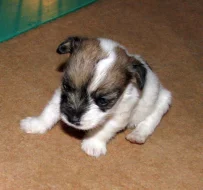 Hrubosrstá štěňátka Jack Russell teriéra s PP k rezervaci – 2 fenky a 2 pejsci – k odběru v březnu