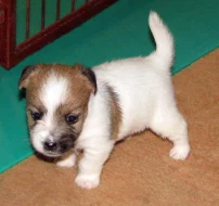 Hrubosrstá štěňátka Jack Russell teriéra s PP k rezervaci – 2 fenky a 2 pejsci – k odběru v březnu