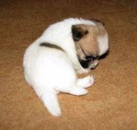 Hrubosrstá štěňátka Jack Russell teriéra s PP k rezervaci – 2 fenky a 2 pejsci – k odběru v březnu