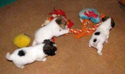 Hrubosrstá štěňátka Jack Russell teriéra s PP k rezervaci – 2 fenky a 2 pejsci – k odběru v březnu