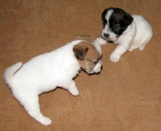 Hrubosrstá štěňátka Jack Russell teriéra s PP k rezervaci – 2 fenky a 2 pejsci – k odběru v březnu