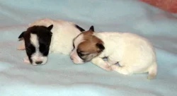 Štěňátka Jack Russell teriéra s PP k rezervaci – 5 fenek a 2 pejsci – k odběru v březnu