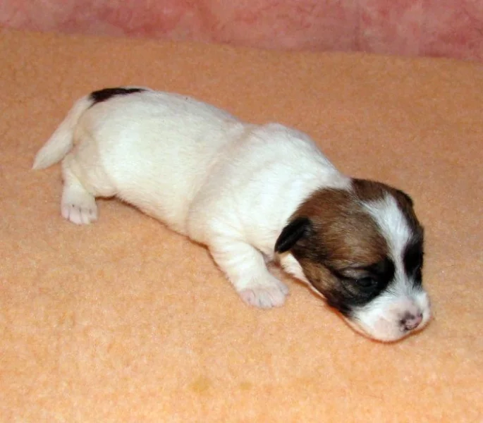 Štěňátka Jack Russell teriéra s PP k rezervaci – 5 fenek a 2 pejsci – k odběru v březnu