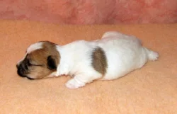 Štěňátka Jack Russell teriéra s PP k rezervaci – 5 fenek a 2 pejsci – k odběru v březnu