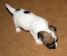 Hrubosrstá štěňátka Jack Russell teriéra s PP k rezervaci – 2 fenky a 2 pejsci – k odběru v březnu