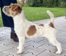 Štěňátka Jack Russell teriéra s PP k rezervaci – 5 fenek a 2 pejsci – k odběru v březnu