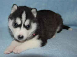Sibiřský husky-máme k odběru krásné fenky