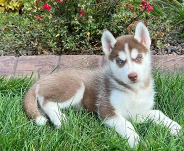 Sibiřský husky-máme k odběru krásné fenky