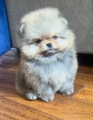 Čistokrevný pomeranian!