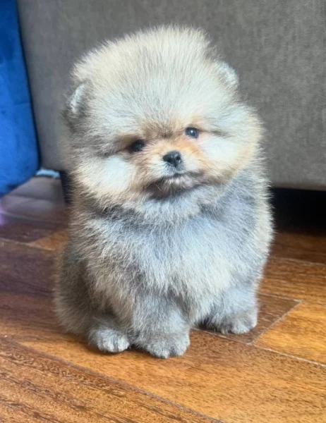 Čistokrevný pomeranian!