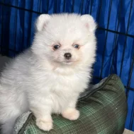 Čistokrevný pomeranian!
