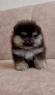 Čistokrevný pomeranian!