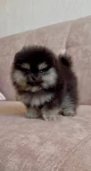Čistokrevný pomeranian!