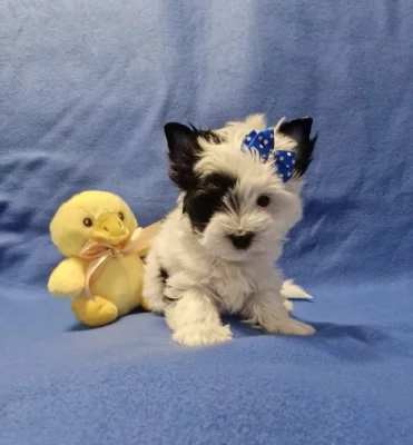 Jorkšírský terirér-jorkšír