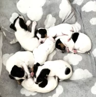 Dánsko švédský farmářský pes