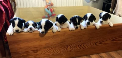 Dánsko švédský farmářský pes