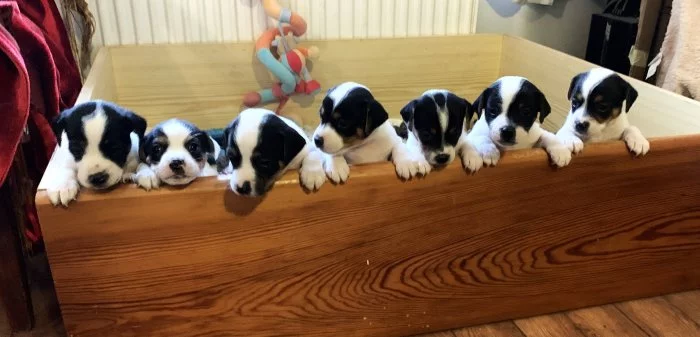 Dánsko švédský farmářský pes