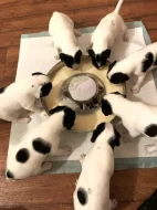 Dánsko švédský farmářský pes