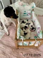 Dánsko švédský farmářský pes