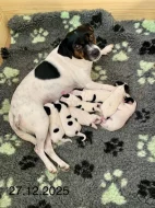 Dánsko švédský farmářský pes