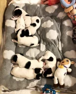 Dánsko švédský farmářský pes