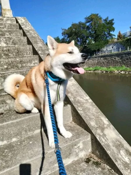 Nabizim Skotu ke krytí pes