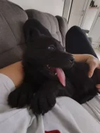 Německý ovčák s PP