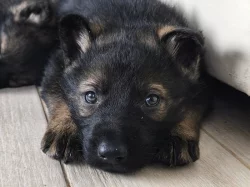 Německý ovčák s PP