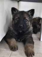 Německý ovčák s PP