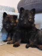 Německý ovčák s PP