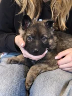 Německý ovčák s PP