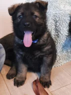 Německý ovčák s PP