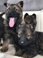 Německý ovčák s PP