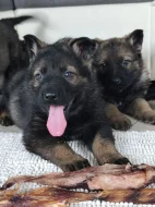 Německý ovčák s PP