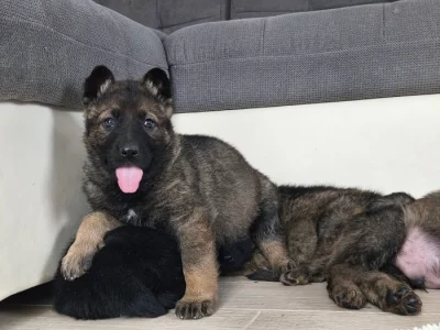 Německý ovčák s PP