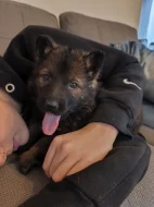 Německý ovčák s PP