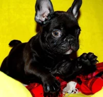Francouzský buldoček s PP