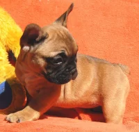 Francouzský buldoček s PP