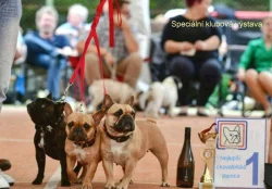 Francouzský buldoček s PP