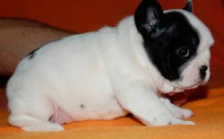 Francouzský buldoček s PP