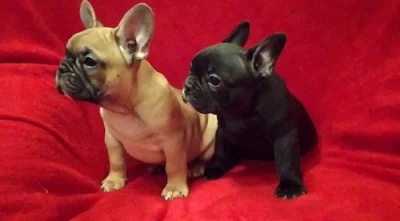 Francouzský buldoček s PP